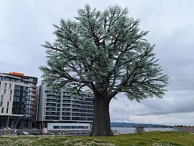 Oslo Treet