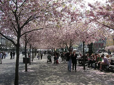 Kungsträdgården