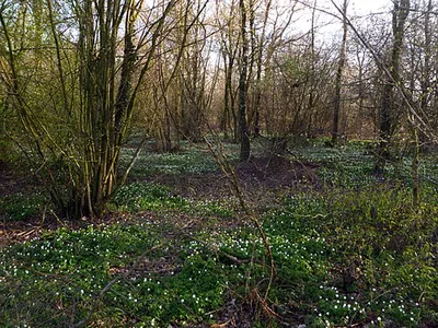 Orsbacher Wald