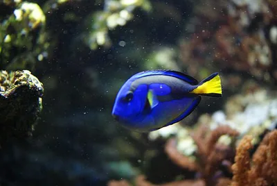 Tropicarium