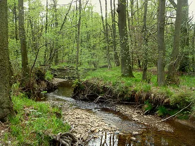 Oberlauf der Inde im Münsterwald