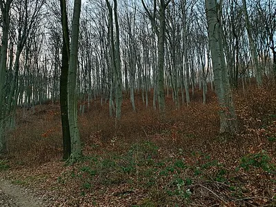 Heuberg