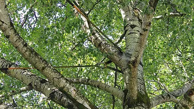 De Boom die alles zag