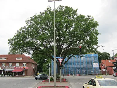 Friedenseiche