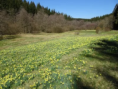 Perlenbach-Fuhrtsbachtal-Talsystem