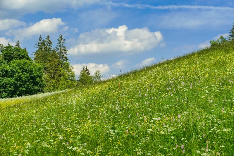 Kammweg Erzgebirge-Vogtland