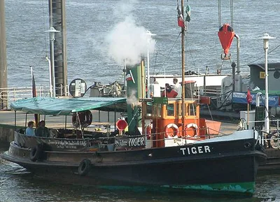 Tiger