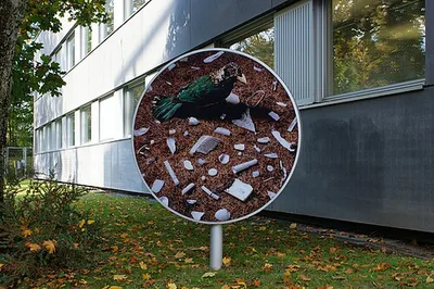 Bower Birds - A Docufiction