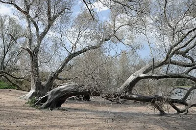 Rheinaue Langel-Merkenich