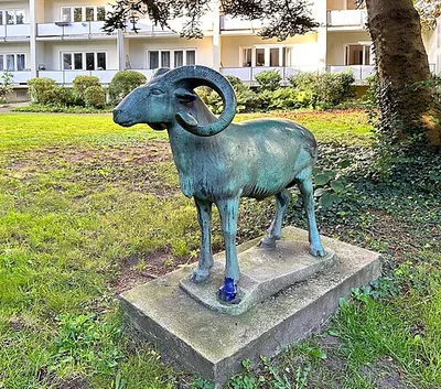 Mufflonschaf