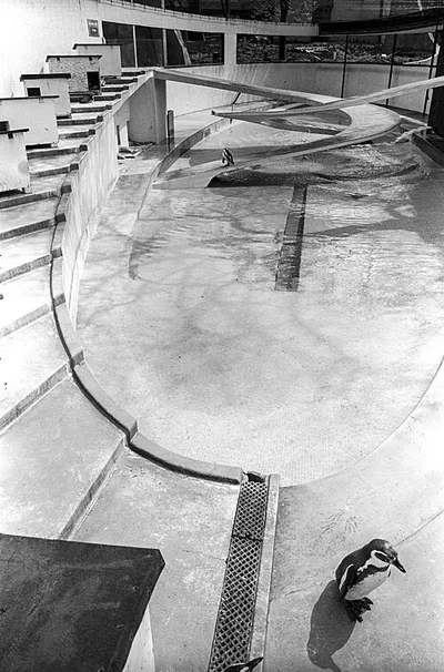 Lubetkin Pool