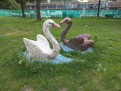 Zwanen van de Watergraafsmeer