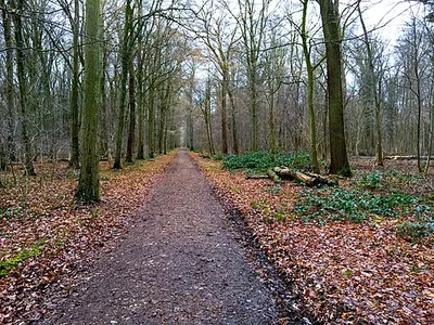 Chorbusch