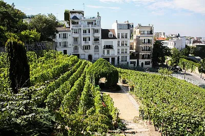 Vigne du Clos Montmartre