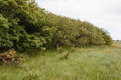 Eichenkrattwälder bei Berensch