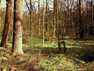 Freyenter Wald
