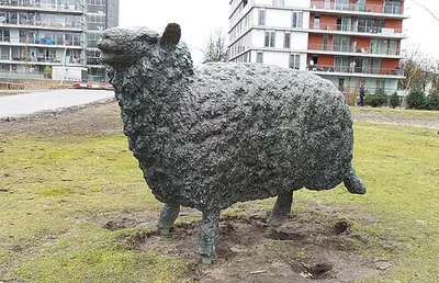 Schaap