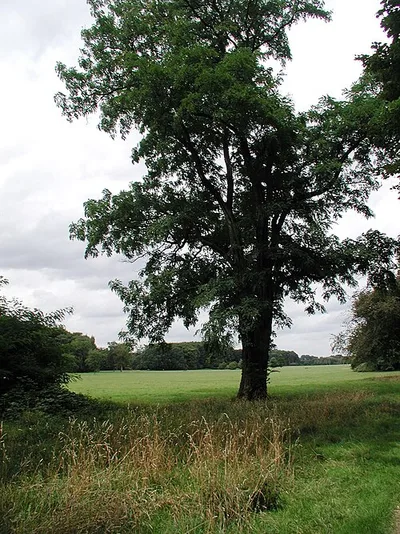 Merheimer Heide