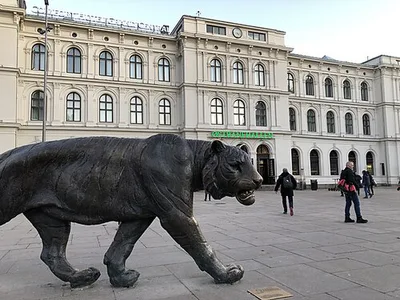 Tigeren