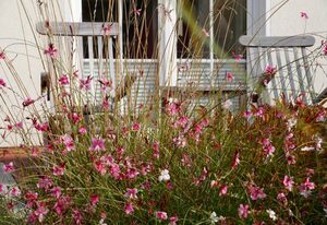 Windrose