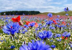 Landferienwohnung Kornblume – Fewo Kornblume