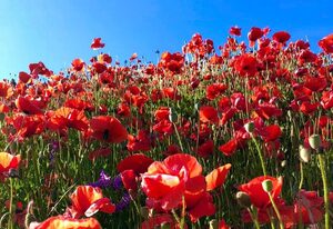 Landferienwohnung Mohnblume – Fewo Mohnblume