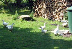 Ferienwohnungen an der Mühle Familie Saathoff – Ferienwohnung Obergeschoss