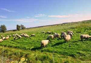 Reetdach-Ferienwohnungen 8 Kröning – 8a Reet-Hausteil  Sonnenkliff OG 3 Schlafzi.