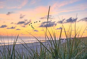 Strandläufer