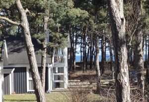 Ostsee Strandhaus Seerobbe