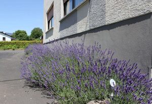 Ferienwohnung am Irlenbach – 5-Bett-Ferienwohnung Bad/WC, 3 Schlafräume