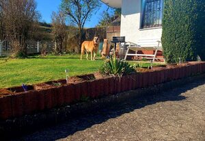 Eifel Urlaub mit Hunden Ferienhaus Schwalbennest Schalkenmehren