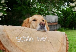 EifelBleibe, Ferienwohnungen – 6-Bett-Ferienwohnung EifelBleibe
