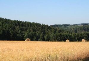Eifelcottage Wildvogel
