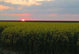 Rode Huus - Deichblick – Ferienhaus-3-Räume - 01