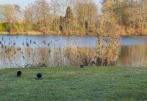 Haus am Kiessee mit direkter Angelseelage