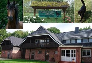 Aktivstall Soltau – Blick auf die Wallachherde