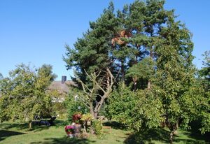 Ferienhaus mit großem Garten – Ferienbungalow