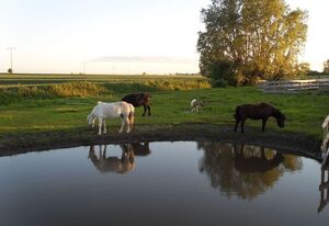 Horse Lake Ranch
