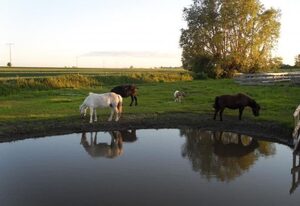 Ranchhaus