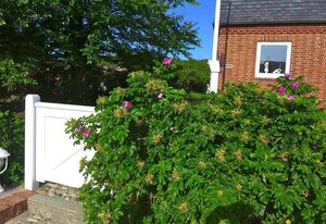 Marmelbloom