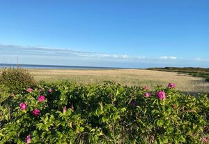 Wattkieker-Steinum – Ferienwohnung unter Reet mit atemberaubenden Blick auf das Wattenmeer