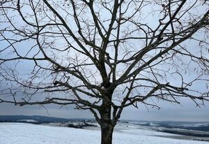 Eifel-Bau-Traum Schlich