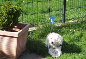 Ferienbungalow – Bungalow 800, 1 Hund buchbar
