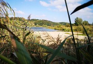 (403) Cozy Tiny House an der Elbe