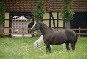 Alfsee Ferienhof, Ferienwohnungen – Fewo 2 mit 1 Schlafraum, Bad mit Dusche und WC