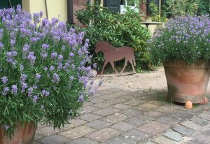 Gutshof Kaiserbacher Mühle – Appartement/Fewo, Dusche und Badewanne, 4 oder meh