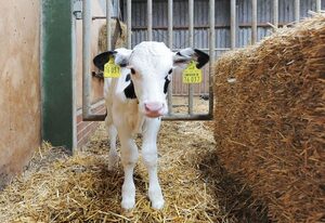 Ferienwohnung Bauernhof Reents in Dunum – Ferienwohnung Reents