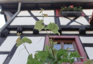 Ferienwohnung Gaby - im Weingut Doll