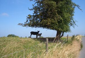 Mittag, Anke "Ferienhof Mittag" – Ferienwohnung Rapsblüte - 35257